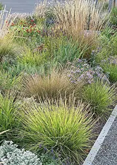 True Grasses Prints: Autumn crested wheatgrass (Sesleria autumnalis)