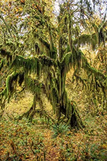 Fern Prints: Autumn Fall Fall Colors Oregon Road Trip Washington