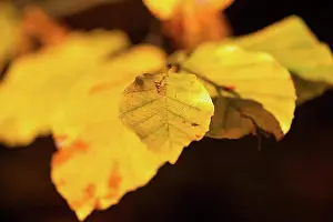 Diverse Prints: Autumn foliage Foliage