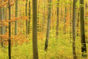 Trunks Prints: autumn forest - a forest in brightly coloured autumn foliage ranging from green to yellow and orange