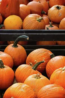 Market Prints: Autumn Harvest of Pumpkins in big wooden boxes on street market