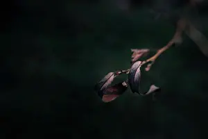 Moody Prints: Autumn leaves, leaf, leaves, fall, dry, moody and mysterious