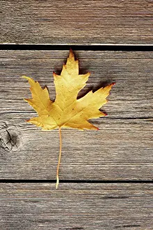 Alter Prints: Autumn maple leaf over wooden background Autumn maple leaf over old wooden background with copy space Copyright