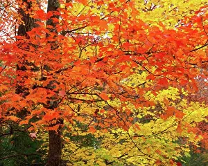 Turning Prints: Autumn Maples along Roaring Fork Great Smoky Mountains National Park Appalachian Mountains Tennessee