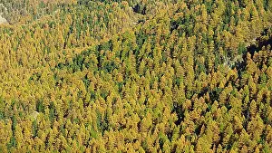 Coniferales Prints: Autumn scene in the Swiss Alps. Golden larch forest