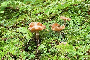 Fungi Prints: Autumn Skullcap or Deadly Galerina (Galerina marginata)