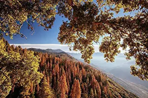 Giant Prints: Autumn sunrise over redwood trees at Moro Rock in Sequoia National Park