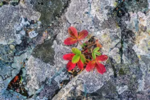 Struggle Prints: Autumn three toothed cinquefoil Sibbaldiopsis tridentata) colonizing rock cracks