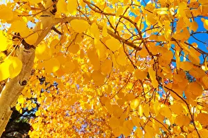 Parkahnliche Prints: Autumn tree Autumn tree in morning meadow