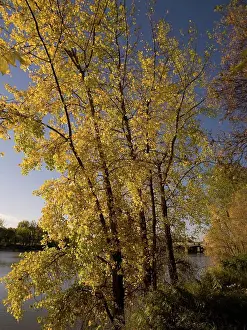 Riverside Prints: Autumn Tree Along Red River, Winnipeg, Manitoba, Canada