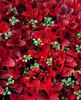 Denali Prints: Autumn tundra of alpine bearberry