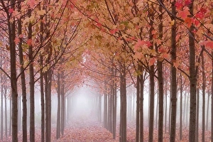 Foggy Prints: Autumnal maple trees in a forest, Willamette Valley, Oregon, USA