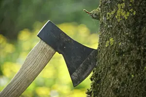 Blade Prints: Axe stuck in tree stump in background of felled forest Hatchet or ax stuck in a tree stump against of blured forest