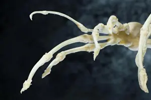 Anatomy Prints: Aye-Aye (Daubentonia madagascariensis) skeleton showing hands in detail