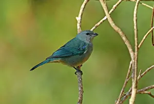 Rainforests Prints: Azure-shouldered Tanager (Thraupis cyanoptera) adult