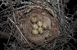 Eggs Prints: Azure-winged Magpie (Cyanopica cyana) six eggs in nest