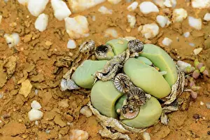 Bababoudjies (Argyroderma delaetii). Knersvlakte. Namaqualand. Western Cape. South Africa