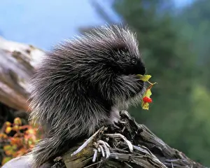 Feeding Prints: Baby Common Porcupine Feeding on Leaves in the Takshanuk Mountains