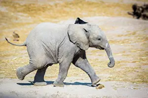 Isolated Prints: Baby elephant running sideways cute and small