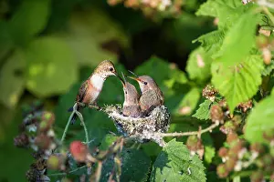 Rufus Prints: Two baby humming (selasphorus rufus) birds in their nest