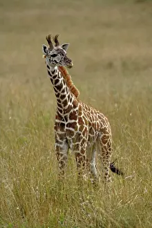 Kenya Prints: Baby Masai Giraffe, Giraffa camelopardalis tippelskirchi, Masai Mara Game Reserve, Kenya