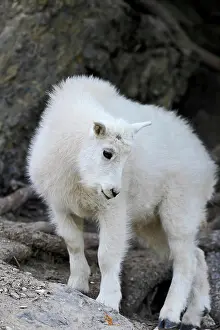 Horned Prints: A baby mountain goat, Oreamnos americanus