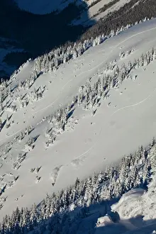 Boarding Prints: A backcountry snowboarder uses his splitboard to rip a line in the Kicking Horse Backcountry