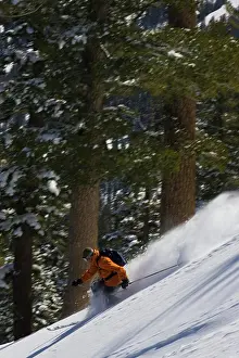 Powder Prints: A backcountry telemark skier makes turns in powder snow near Kirkwood, California