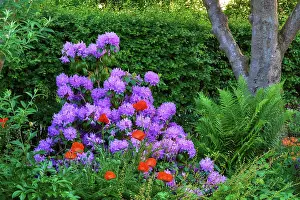 Springtime Prints: Background, blossom and springtime with flowers in garden of home for botany