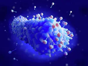 Killing Prints: Bacteriophages infecting bacterium