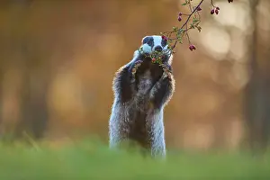 Draussen Prints: Badger Meles meles Badger Meles meles
