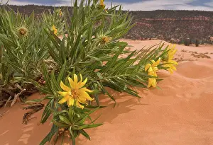 Utah Prints: Badlands Mule's Ears (Scabrethia scabra ssp)