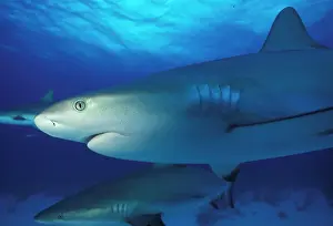 Carnivorous Prints: Bahamas. Caribbean reef shark