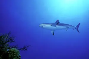 Bahamas Prints: Bahamas Cat Cay Shark Dive Caribbean Reef Shark