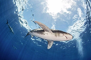 Bahamas Prints: Bahamas, Cat Island, Low angle view of Oceanic whitetip shark swimming in sea