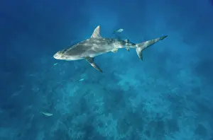 Circling Prints: Bahamas, New Providence Island