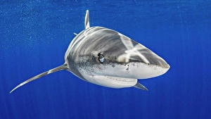 Bahamas Prints: Bahamas, Oceanic whitetip shark swimming near Cat Island