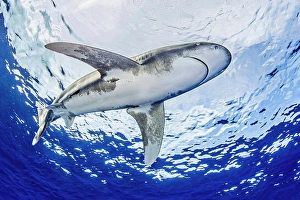 Bahamas Prints: Bahamas, Oceanic whitetip shark swimming near Cat Island