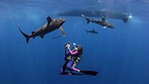Diving Equipment Prints: Bahamas, Scuba diver photographing oceanic whitetip sharks near Cat Island