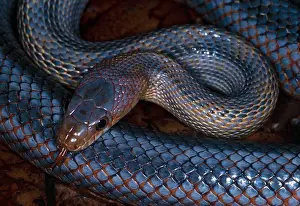 Reptiles Prints: baird's rat snake elaphe bairdi texas, usa
