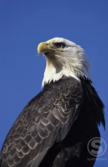 Bald Prints: Bald Eagle
