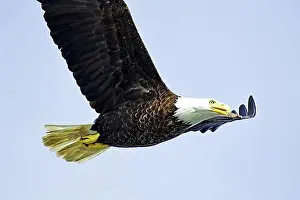 Proud Prints: Bald eagle in flight, heraldic bird