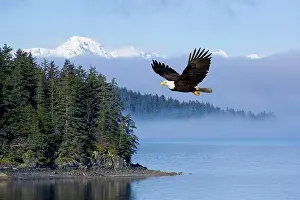 Composite Prints: Bald Eagle In Flight Over The Inside Passage With Tongass National Forest In The Background