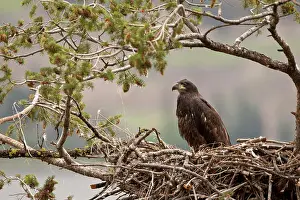 Perch Prints: Bald Eagle, Haliaeetus leucocephalus, Okanagan, nest, Okanagan, BC, Canada
