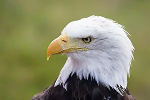 Hessia Prints: Bald eagle (Haliaeetus leucocephalus), animal portrait, captive, Hesse, Germany, Europe
