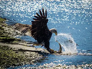 Animal Body Part Prints: Bald Eagle (Haliaeetus leucocephalus) fishing along the shores of Auk Bay near Juneau