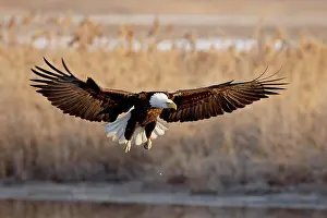 Utah Prints: Bald eagle Haliaeetus leucocephalus in flight on final approach