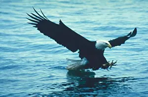 Movements Prints: A Bald Eagle (Haliaeetus Leucocephalus) with talons extended swooping down to catch a fish in Alaska