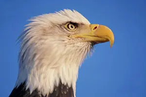 Feathered Prints: Bald Eagle Profile