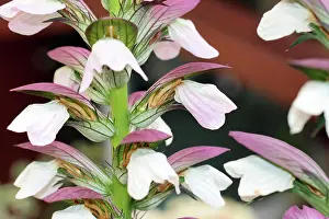 Blume Prints: Balkan-Bärenklau oder Balkan-Bärentatze Balkan-Bärenklau oder Balkan-Bärentatze Copyright: xZoonar